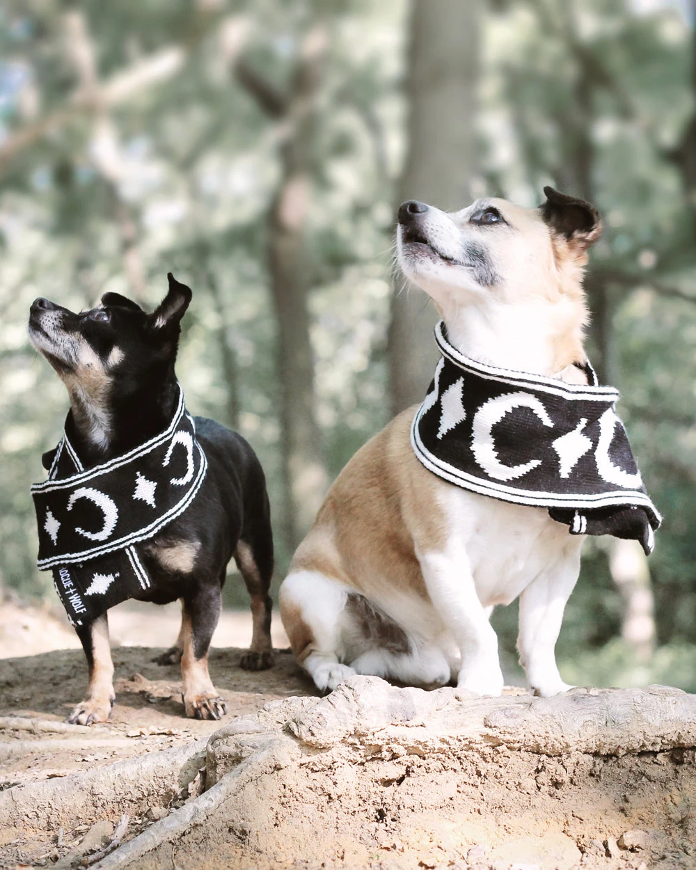 Moon Pupper Scarf - Dog Or Cat 18 Moon Pupper Scarf - Dog Or Cat - Image 16