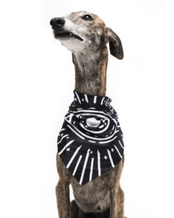 Give Me Treatos Ouija Pet Bandana - Dog Or Cat -Rogue & Wolf Shop CopyofBBM 8726b
