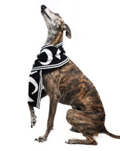 Moon Pupper Scarf - Dog Or Cat 25 Moon Pupper Scarf - Dog Or Cat -Rogue & Wolf Shop CopyofBBM 8749