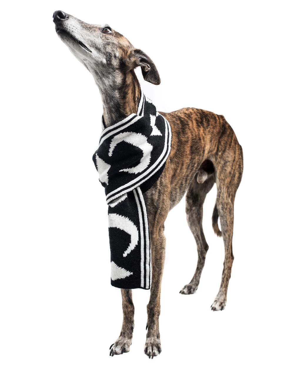 Moon Pupper Scarf - Dog Or Cat 4 Moon Pupper Scarf - Dog Or Cat - Image 2