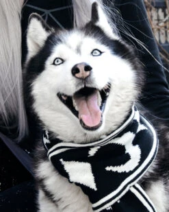 Moon Pupper Scarf - Dog Or Cat 36 Moon Pupper Scarf - Dog Or Cat -Rogue & Wolf Shop DSC 0206a 2