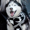Moon Pupper Scarf - Dog Or Cat -Rogue & Wolf Shop DSC 0210a 2