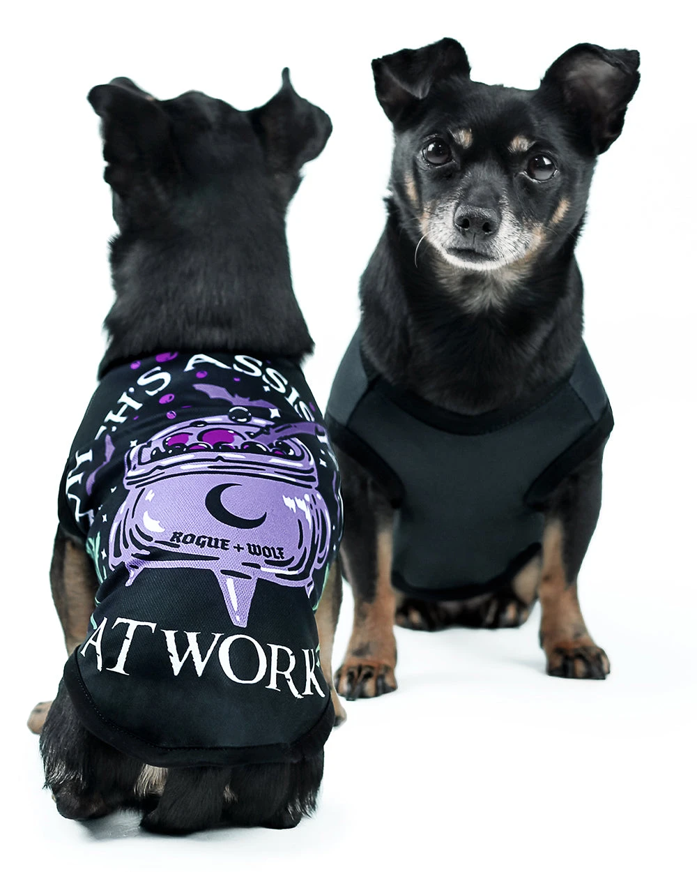 Witch's Assistant At Work Pet Vest - Dog Or Cat 8 Witch's Assistant At Work Pet Vest - Dog Or Cat - Image 6