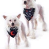 You Can't Dig With Us Pet Bandana - Dog Or Cat -Rogue & Wolf Shop PetsObsidian2021 Composites DogsOnly 4x5 07