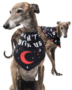 You Can't Dig With Us Pet Bandana - Dog Or Cat -Rogue & Wolf Shop PetsObsidian2021 Composites DogsOnly 4x5 08