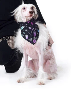 I Pawed A Spell On You Pet Bandana - Dog Or Cat -Rogue & Wolf Shop TLI 5130a2
