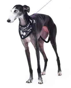 Give Me Treatos Ouija Pet Bandana - Dog Or Cat -Rogue & Wolf Shop TLI 5181c2