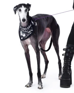 Give Me Treatos Ouija Pet Bandana - Dog Or Cat -Rogue & Wolf Shop TLI 5187a2